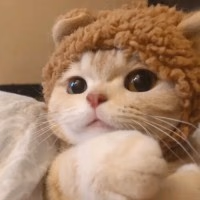 一条修仙的鱼仔