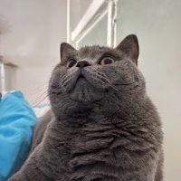 乐多是只猫