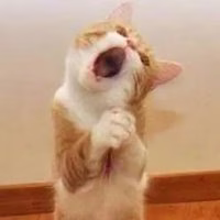 会魔法的猫咪