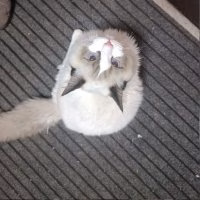 先生不可以