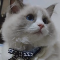 我有一只布偶猫