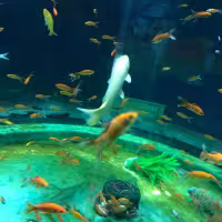 旺仔老馒头