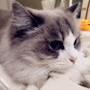 熊狼狗