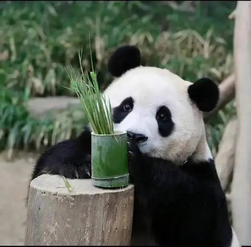 逆羽丶的头像